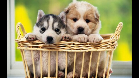 Cute baby dogs sweet moment