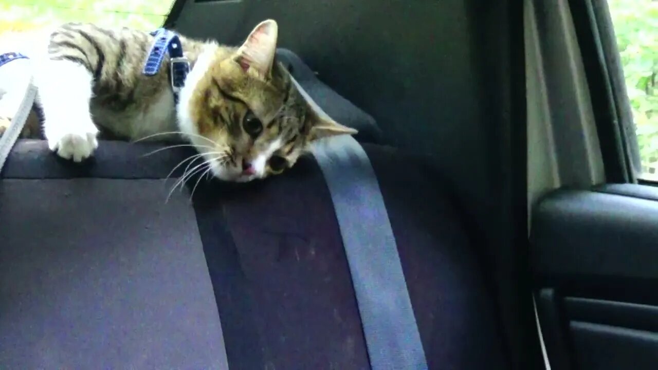 Tired Cat Is Happy to Be Back at the Car