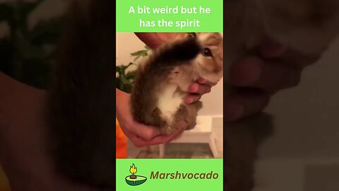 Cute cat tries to eat its tail #shorts #cats #cat #cutecat #catsoftiktok #funnycatvideos #fyp