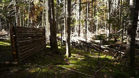 5+The jungle builds a survival cabin