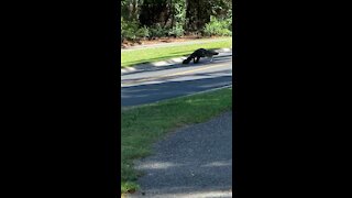 Gator crossing