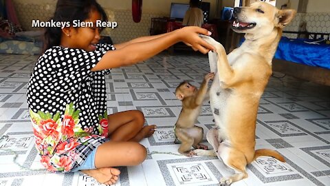 Dog and monkey friendship cute monkey cute dogs