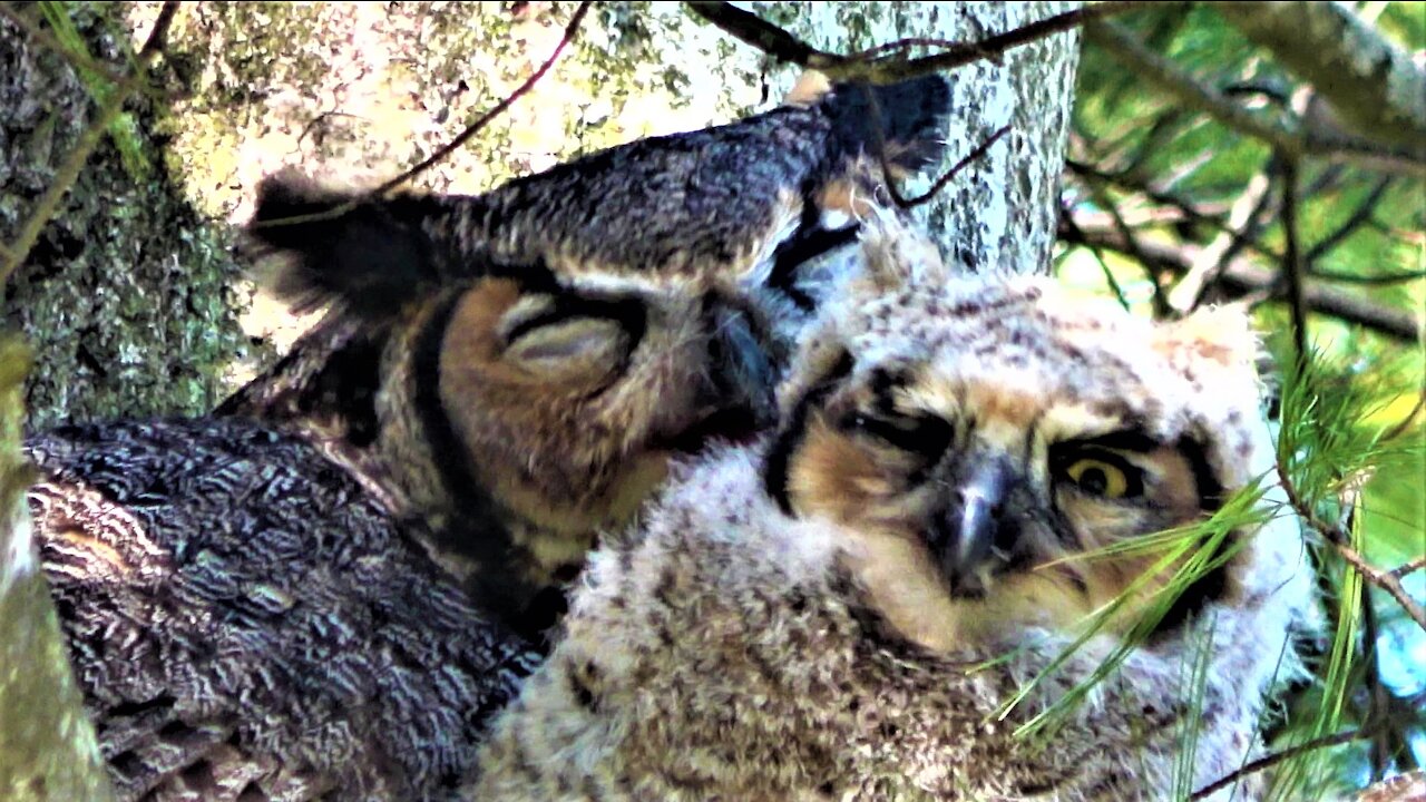 Baby Great Horned Owl Ventures Onto Branch With His Mother