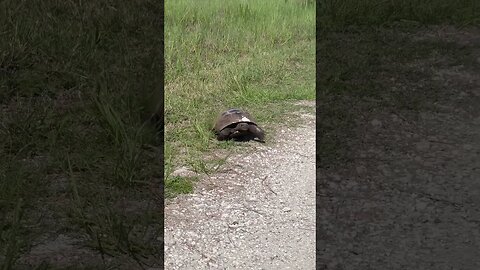 TURBO TORTOISE on his way to a meeting #animal