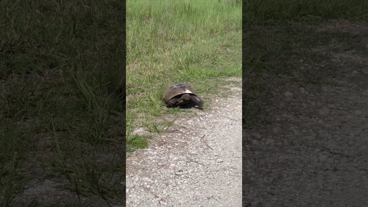 TURBO TORTOISE on his way to a meeting #animal