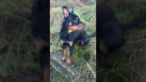 Cute Rottweiler goes for a walk #shorts #short #viral #trending #subscribe