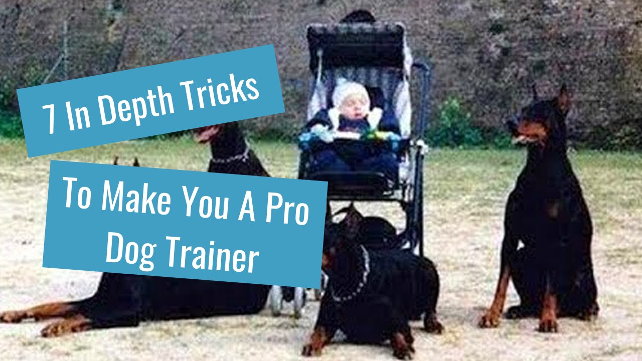 How To Teach Any Dog To Protect You -In Depth Guide-