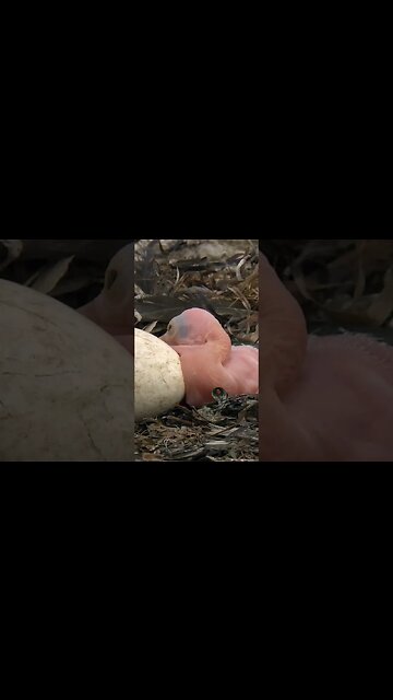Pellican Birth from Egg #shorts #nature #science