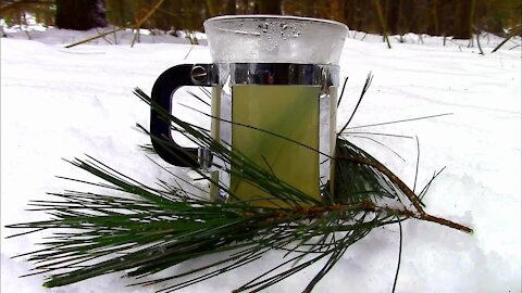 Making Pine Needle Tea