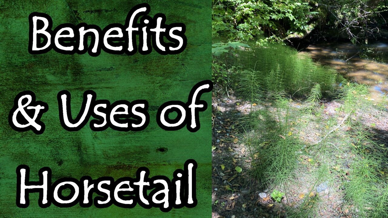 Horsetail (Equisetum Arvense) Uses and Benefits