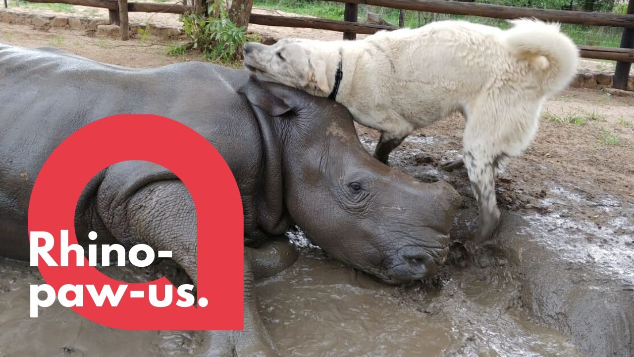 This is the incredible bond between a dog and a rhino