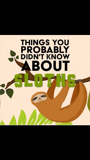 Things You Probably Didn't Know About Sloths [GMG Originals]