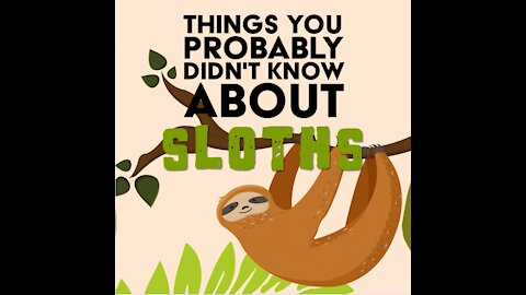 Things You Probably Didn't Know About Sloths [GMG Originals]