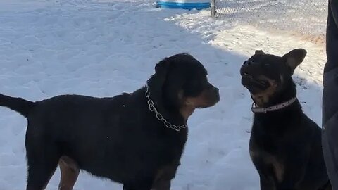 Rescue Rottweiler Rosie Meets Another Rottweiler For The First Time