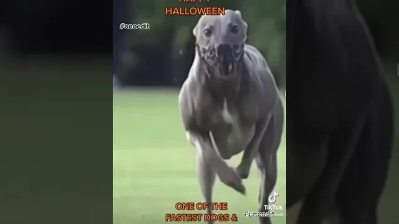 One of the fastest dogs greyhound #onoedit #halloween #funny