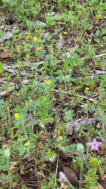 Yellow clover yard for bees, not for bare feet.