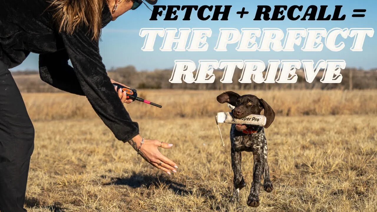 Fetch Is Two Parts - Teach Your Dog To Do Both