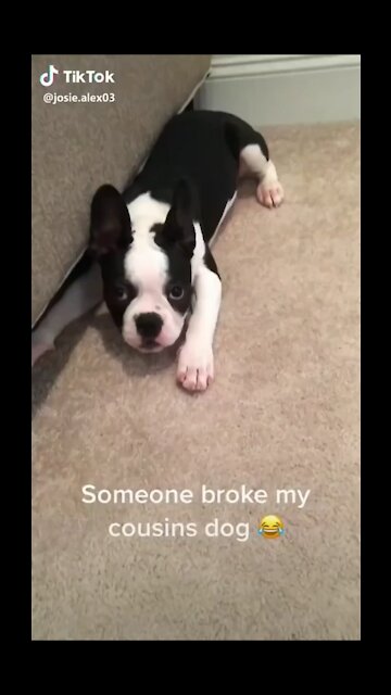 Dog Running Crazy To The Door And Slams His Face On The Door - TikTok Dogs (Funny Animals #398)