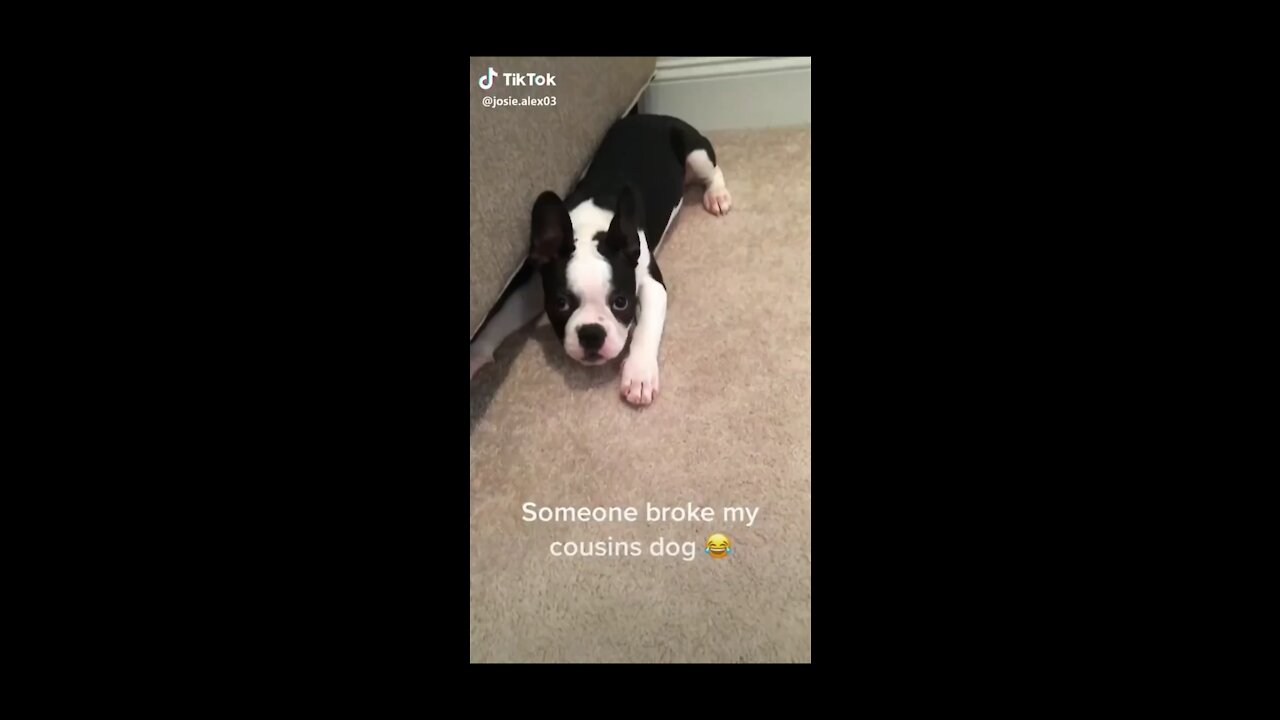 Dog Running Crazy To The Door And Slams His Face On The Door - TikTok Dogs (Funny Animals #398)