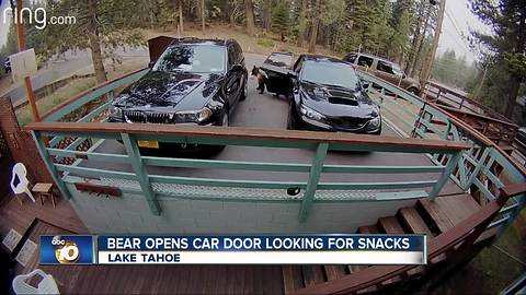 Bear caught on camera opening car door