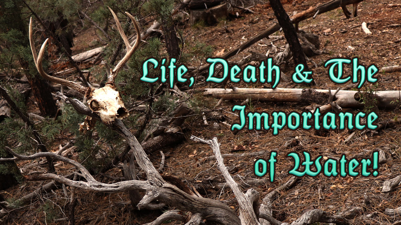 Life, Death & The Importance of Water!