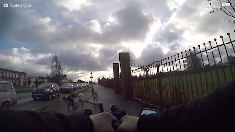A passeggio con gli husky... nel carretto!