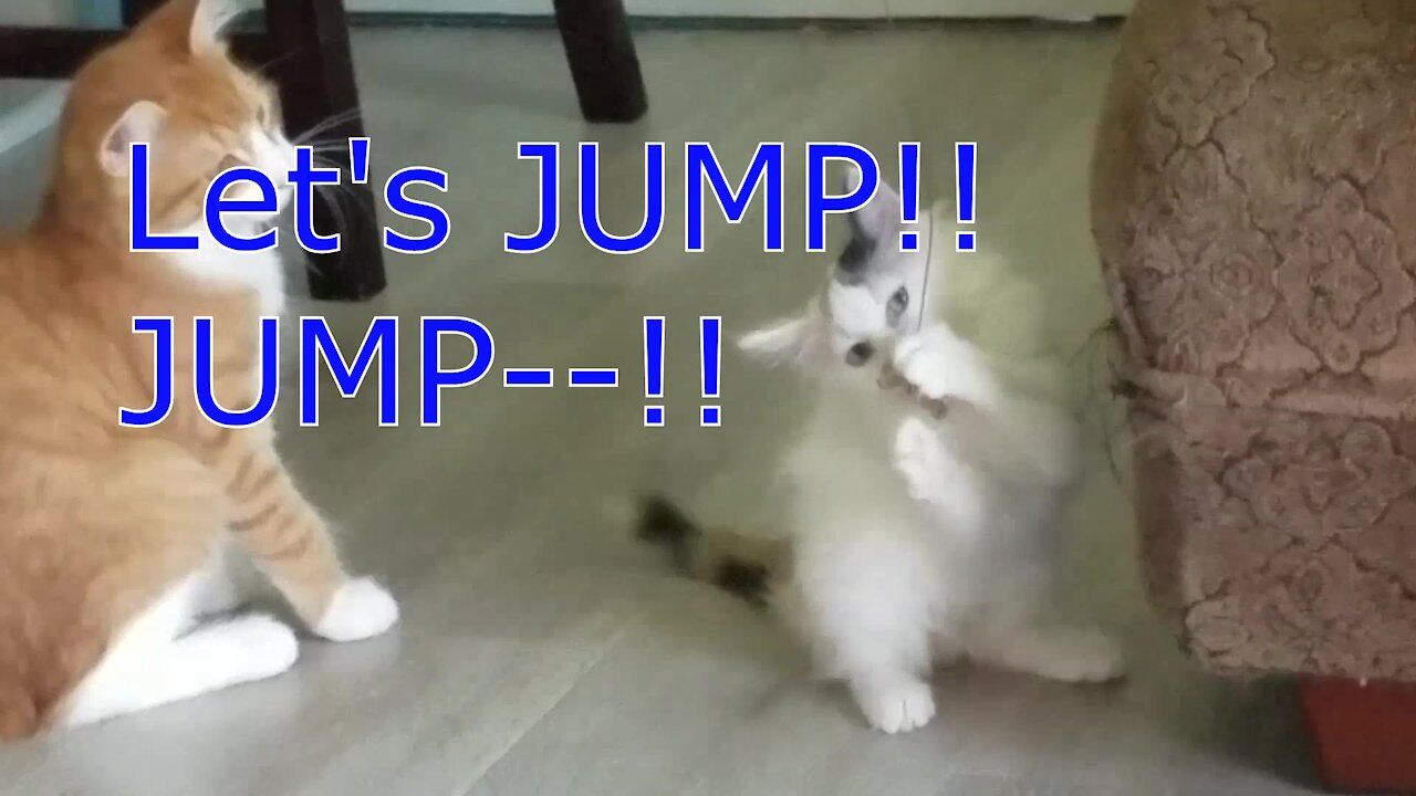 Cat-nanny - Let's jump!! Jump!!