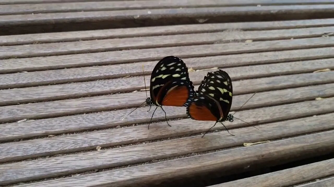 Mating Butterflies - parende vlinders -- klein Costa Rica