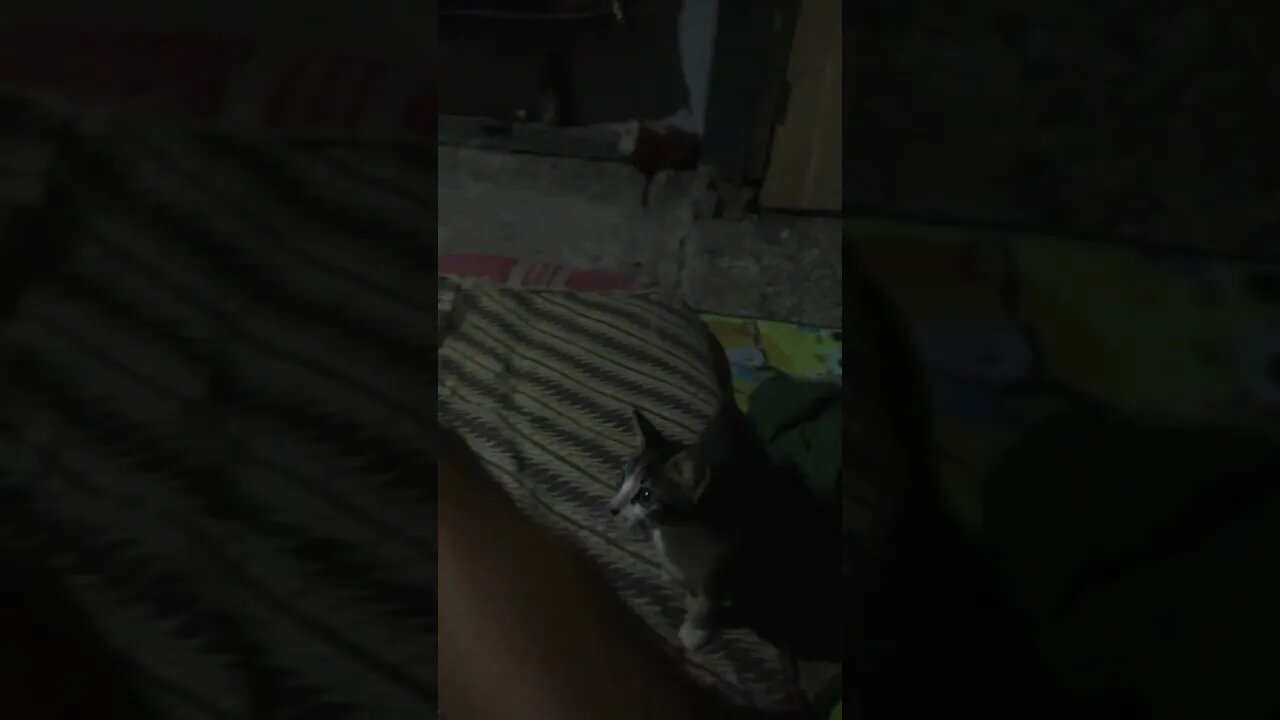 lihat ini kucing pengen ngambil kok