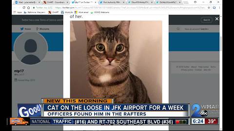 Cat caught after running loose in JFK for a week