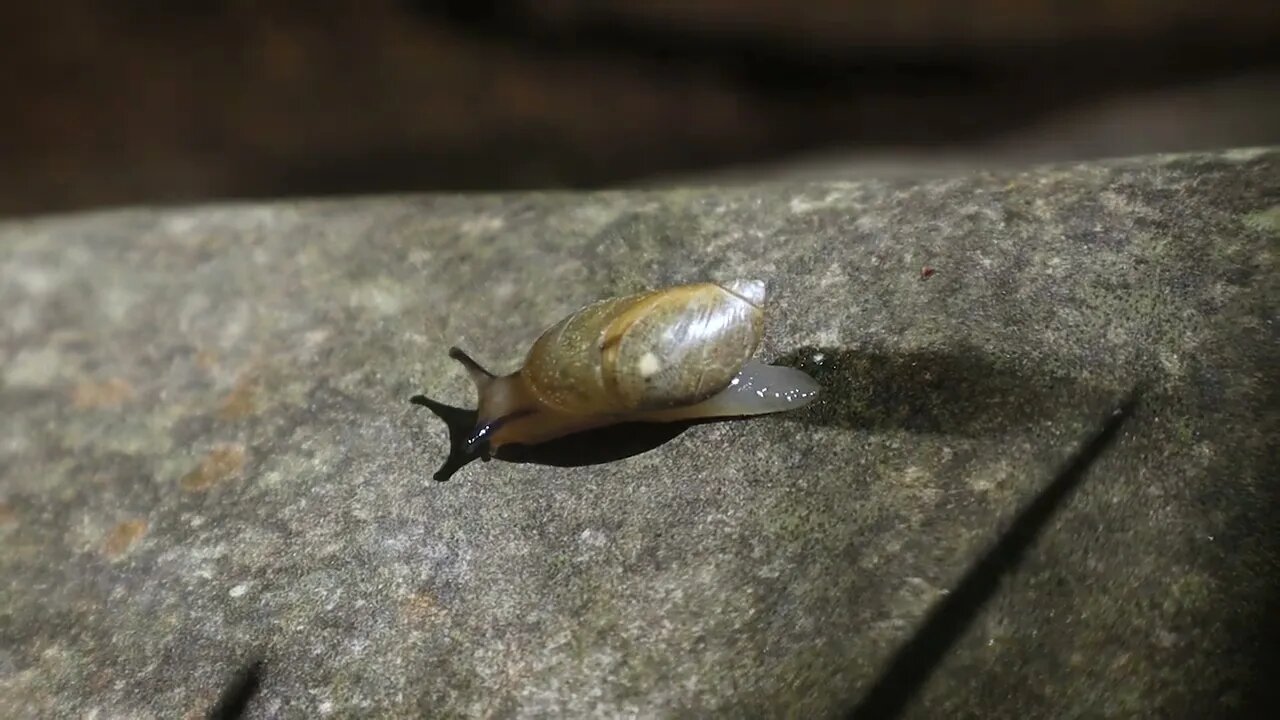 🐌 Rock Slug 🐌