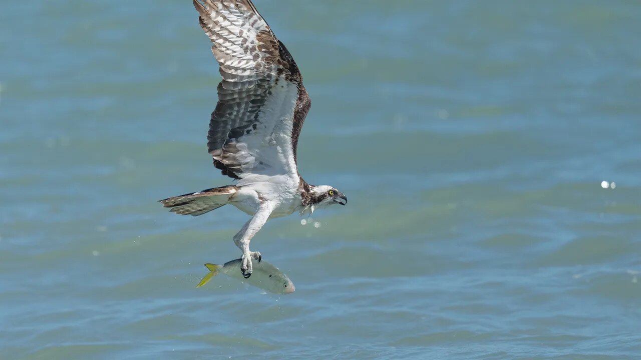 Osprey Shimmy and Shake, Sony A1/Sony Alpha1, 4k