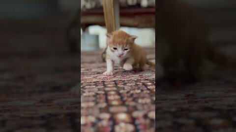 One mouth kitty 😻