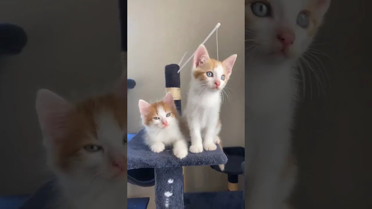 Cat Baby 😘😘😘❤❤