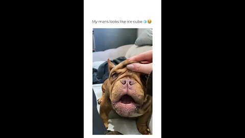 funny dogs😂😂 part8