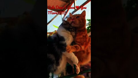 Cute Dear Cat 🐈 🐈‍⬛ In Love #shorts