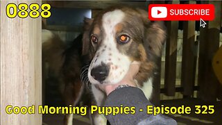 [0888] GOOD MORNING PUPPIES - EPISODE 325 [#dogs #doggos #doggos #puppies #dogdaycare]