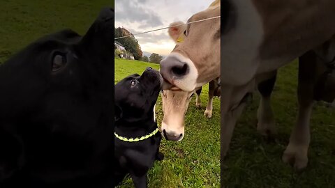 Amor animal