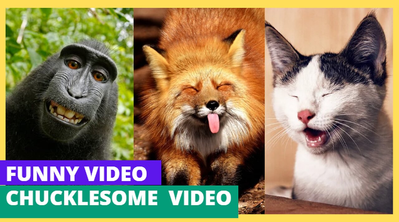 Mama Hates This Cute Kittens Funny Cats Cute Cats