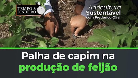 Benefícios da palha de capim com a Riza Sementes