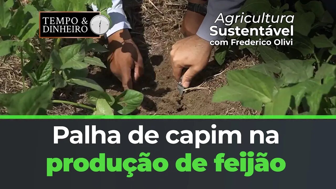 Benefícios da palha de capim com a Riza Sementes