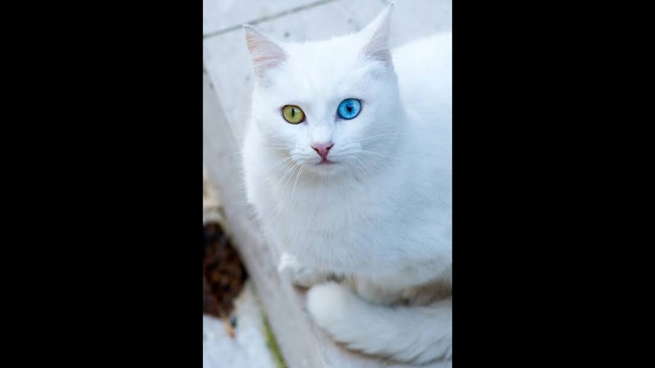 Hungry cat itching in the kitchen