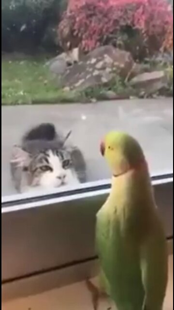Parrot teases cat