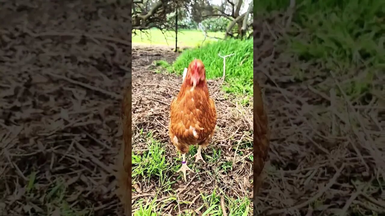 Ninja Chickens