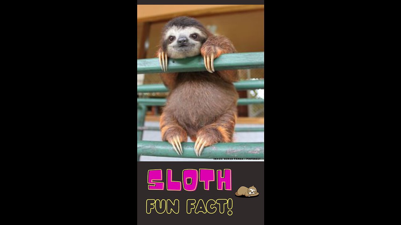 Sloth Fun Fact | Spectacular Sloths: Adorable & Full of Surprises #shorts