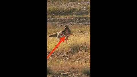 Hunting Coyotes #shorts #dogs #animals #hunter #104