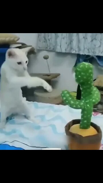 Funny Animal Videos Of The Day, memedaily ,viral,