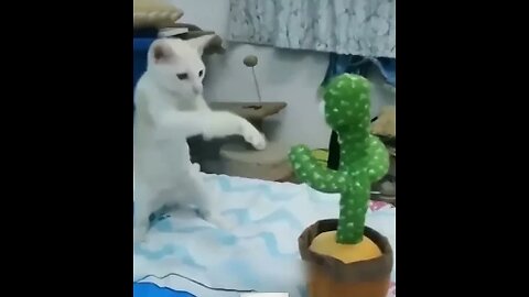 Funny Animal Videos Of The Day, memedaily ,viral,