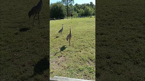 Two Sandhill cranes in the yard a male and a female.