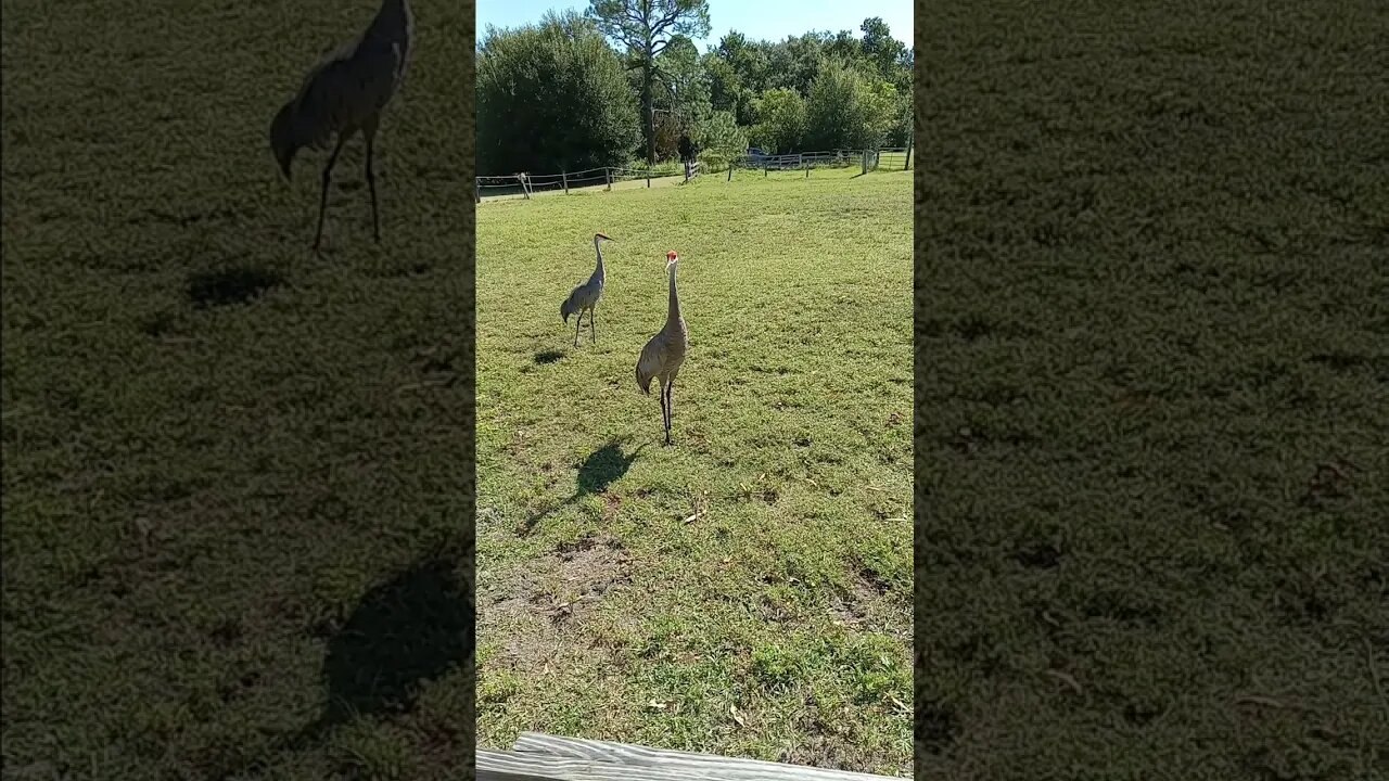 Two Sandhill cranes in the yard a male and a female.